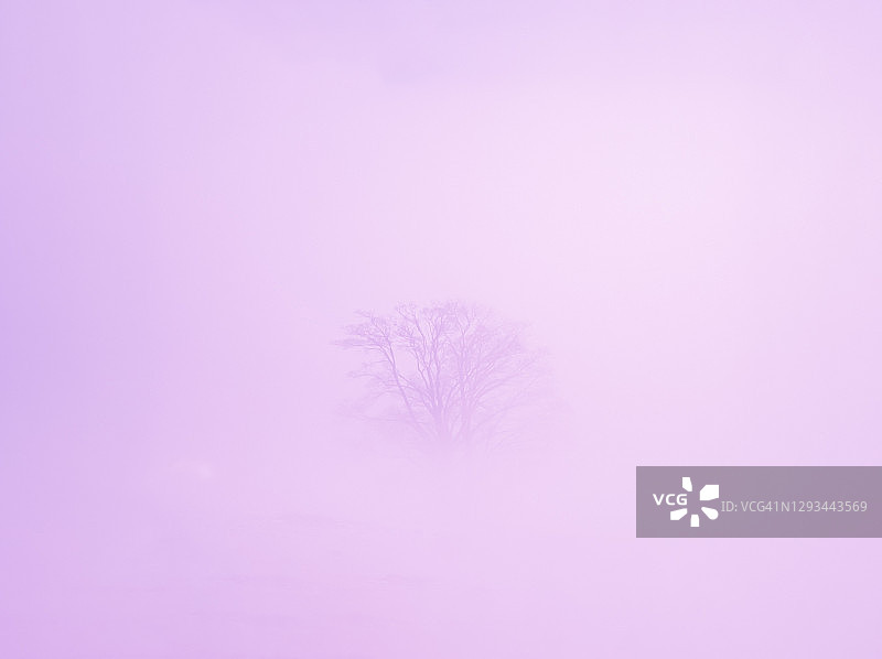 一棵孤独的树在紫色的薄雾中，梦幻的，超现实的童话般的风景图片素材
