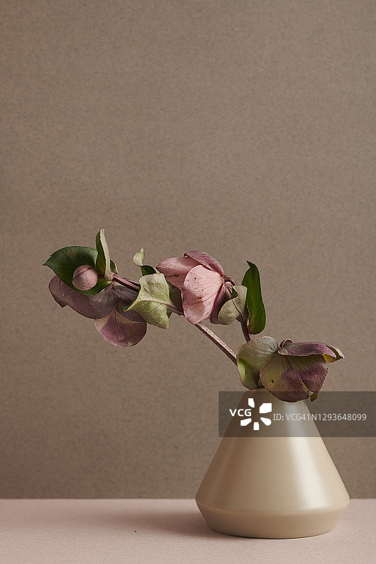 垂直拍摄的极简主义静物构图与鲜花枝在陶瓷花瓶与温暖的石头灰色墙壁背景图片素材