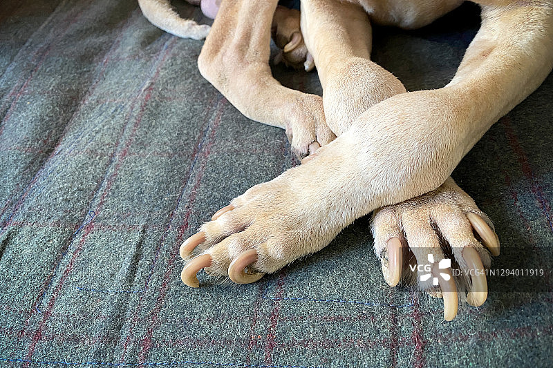 狗的长指甲图片素材