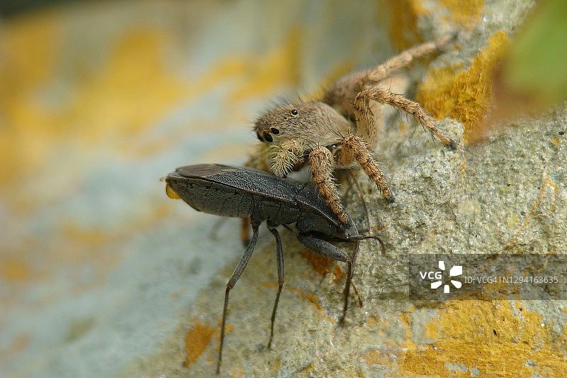 跳蛛(Aelurillus sp.)与猎物图片素材