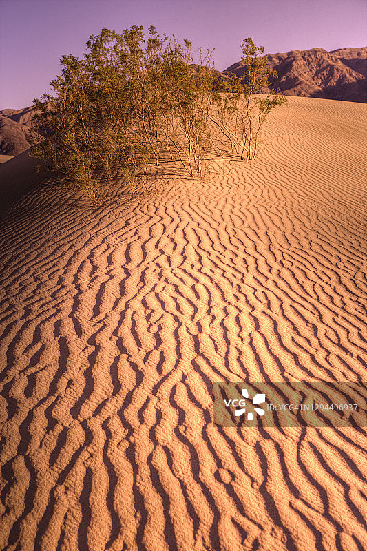 生长在沙丘中的盐丛图片素材