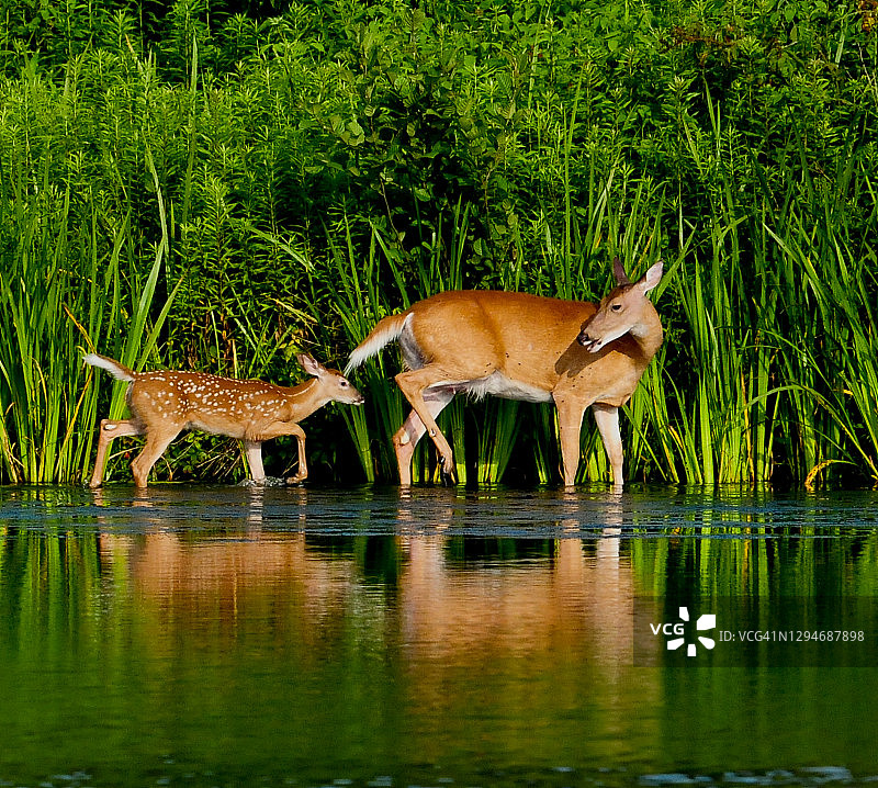 白尾鹿和小鹿在湖边图片素材