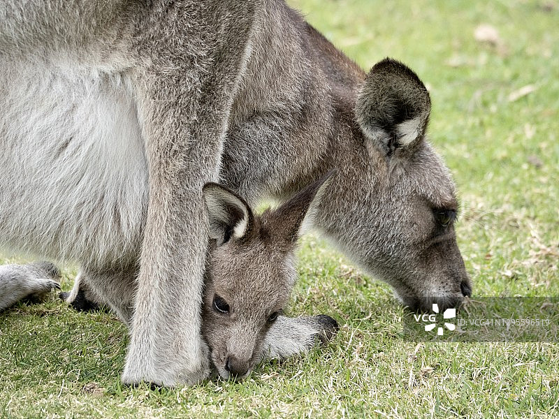 新南威尔士州南海岸的袋鼠妈妈和袋鼠宝宝图片素材