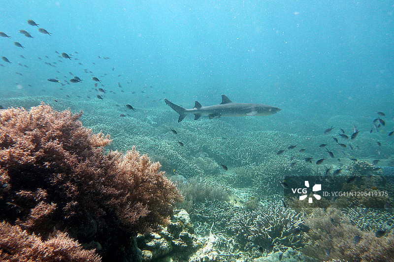 在Sipadan Mabul的水中鲨鱼图片素材