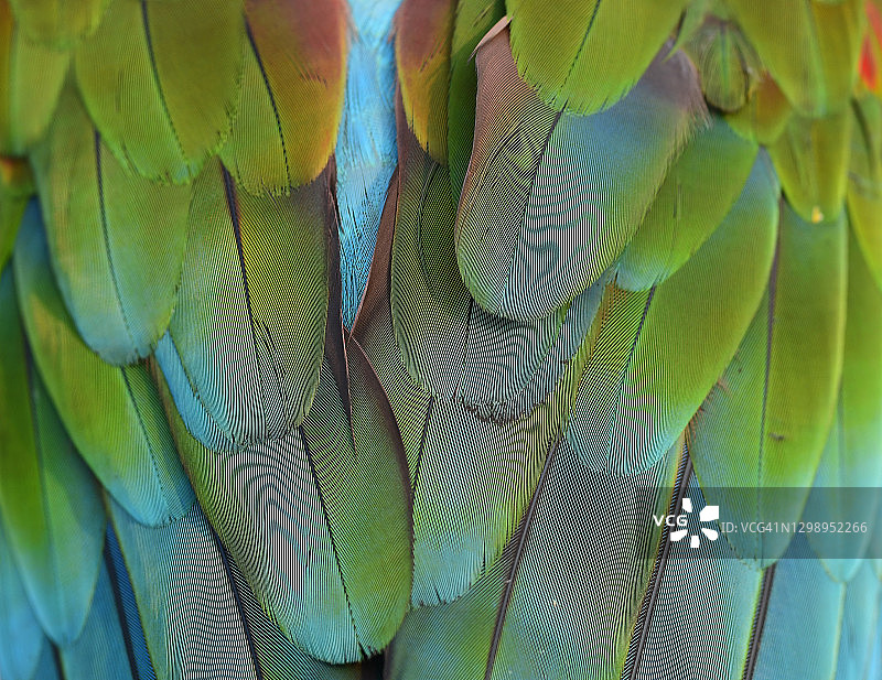 近距离的彩色金刚鹦鹉羽毛图片素材