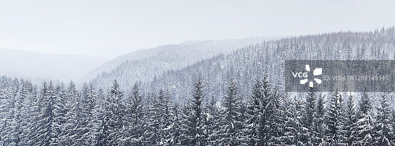 雪覆盖的树木与大雪的全景图片素材