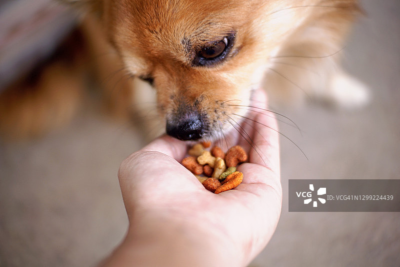 人类手持颗粒喂食棕色吉娃娃狗。图片素材