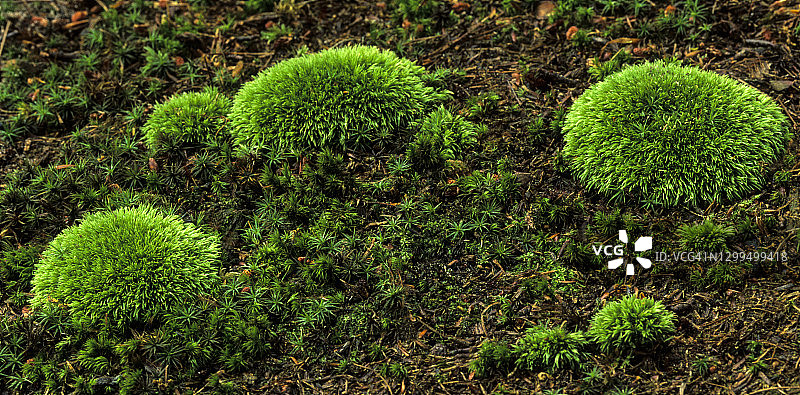垫状苔藓(白藓属)，生长在森林地面图片素材