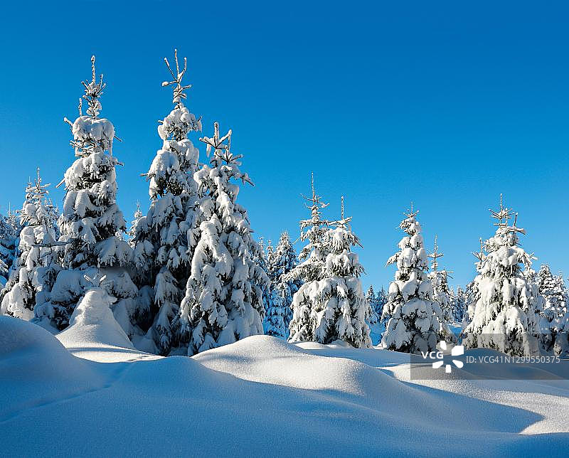 德国萨克森-安哈尔特哈尔茨国家公园，白雪覆盖的原生态冬季景观，白雪覆盖的冷杉树图片素材