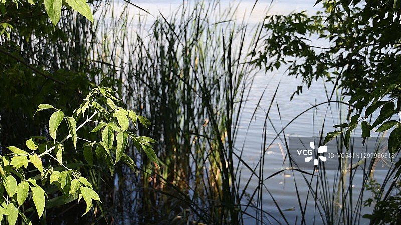 在明亮的阳光下，河岸上长着嫩绿的枝叶，湖面泛起涟漪图片素材