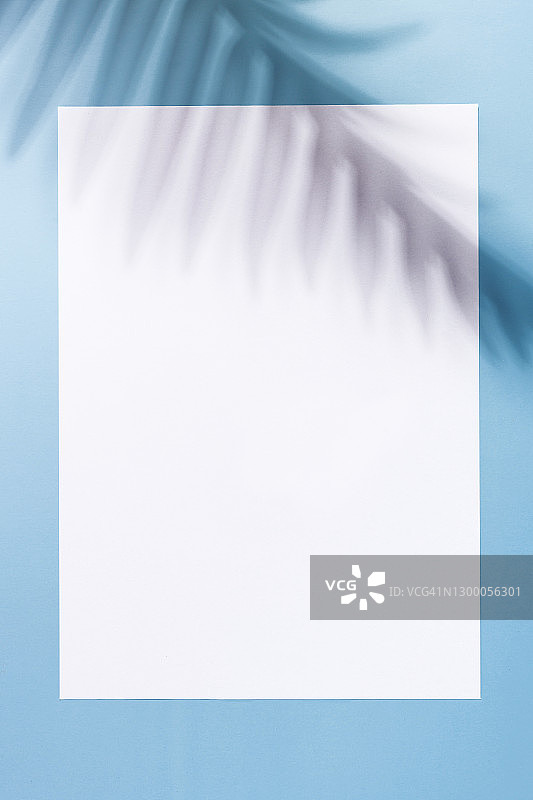 热带背景与棕榈叶阴影在白色的纸上的蓝色背景图片素材