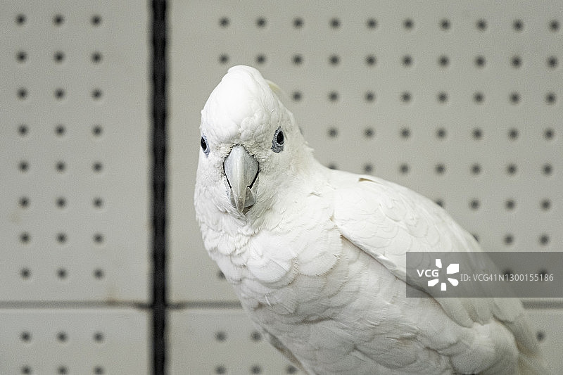 白色凤头鹦鹉的特写，鹦鹉的白色背景图片素材