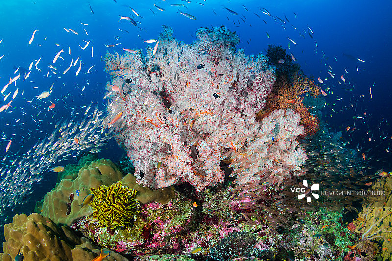 安达曼海珊瑚礁上美丽的珊瑚和色彩斑斓的热带鱼图片素材