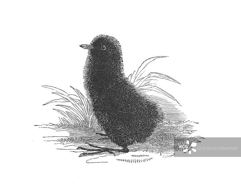 草里的小鸟，古董雕刻插图图片素材