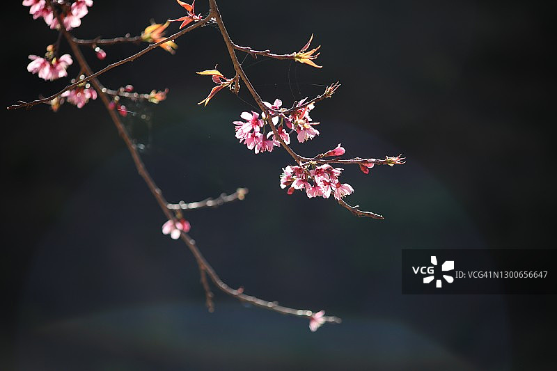 越南春节的春天，五颜六色的樱花盛开图片素材