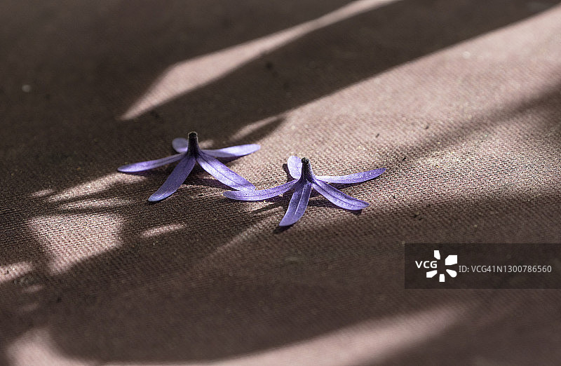 落在阳光下的紫色花环花在地板上图片素材