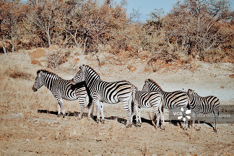 南非林波波市沃特堡市，五只斑马排成一排图片素材
