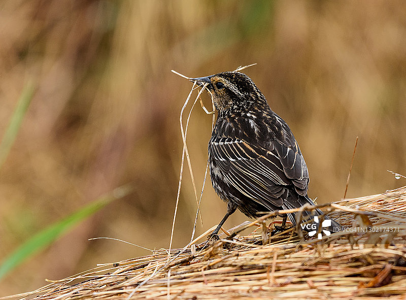 雌性红翼黑鹂，带筑巢用品图片素材