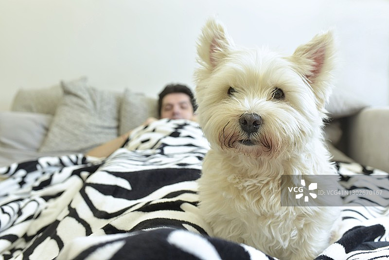 男人和狗一起躺在客厅的沙发上图片素材
