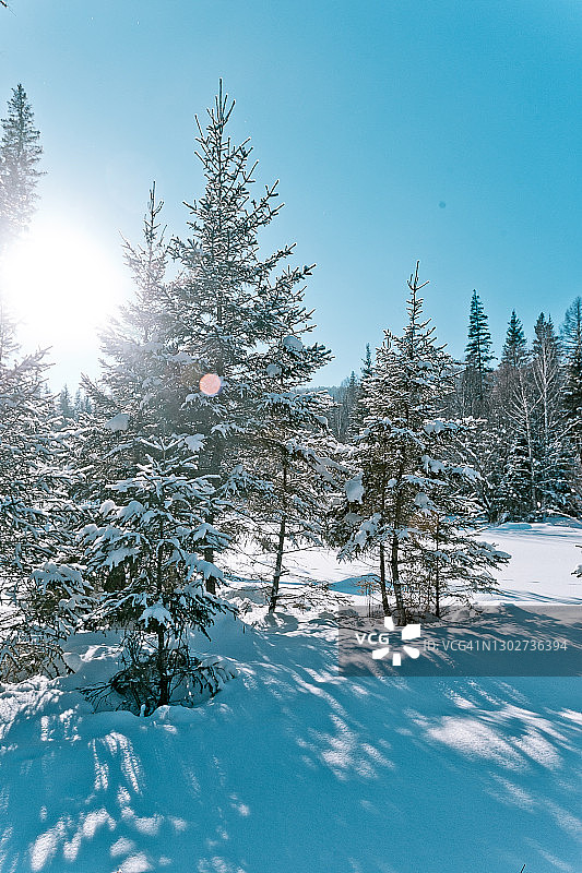 冬季森林雪景图片素材