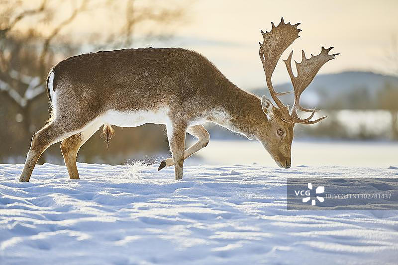 德国巴伐利亚雪地上的白鹿(达玛达玛)图片素材