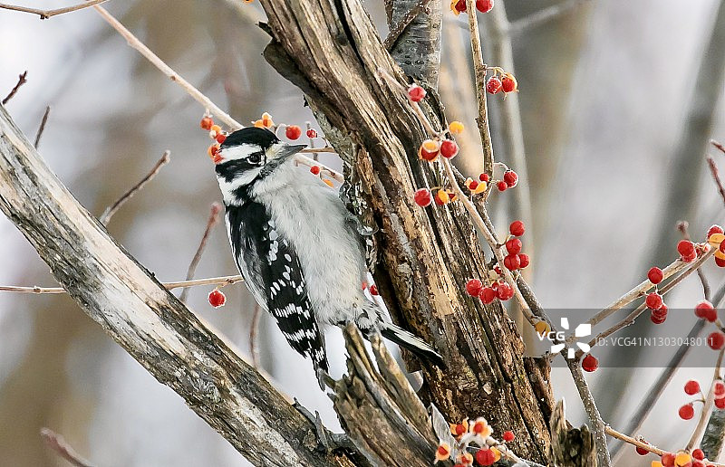 冬天树上的毛茸茸的啄木鸟图片素材