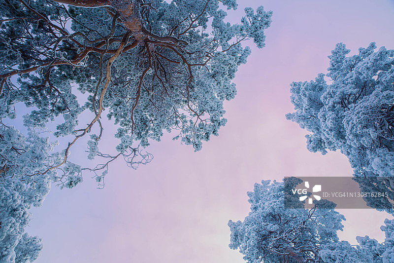 从森林地面上看，松树被雪覆盖着图片素材