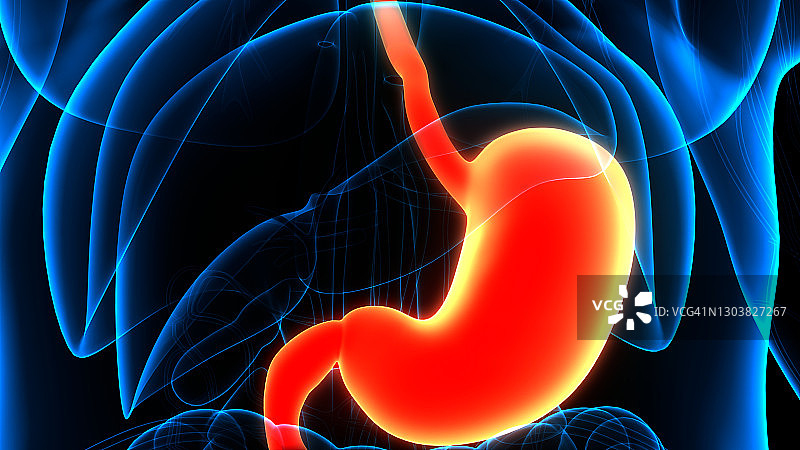 人体消化系统胃解剖学图片素材
