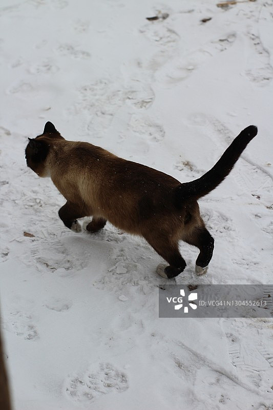 暹罗猫探索户外雪可爱毛茸茸的小猫与蓝色眼睛和雪貂皮毛图片素材