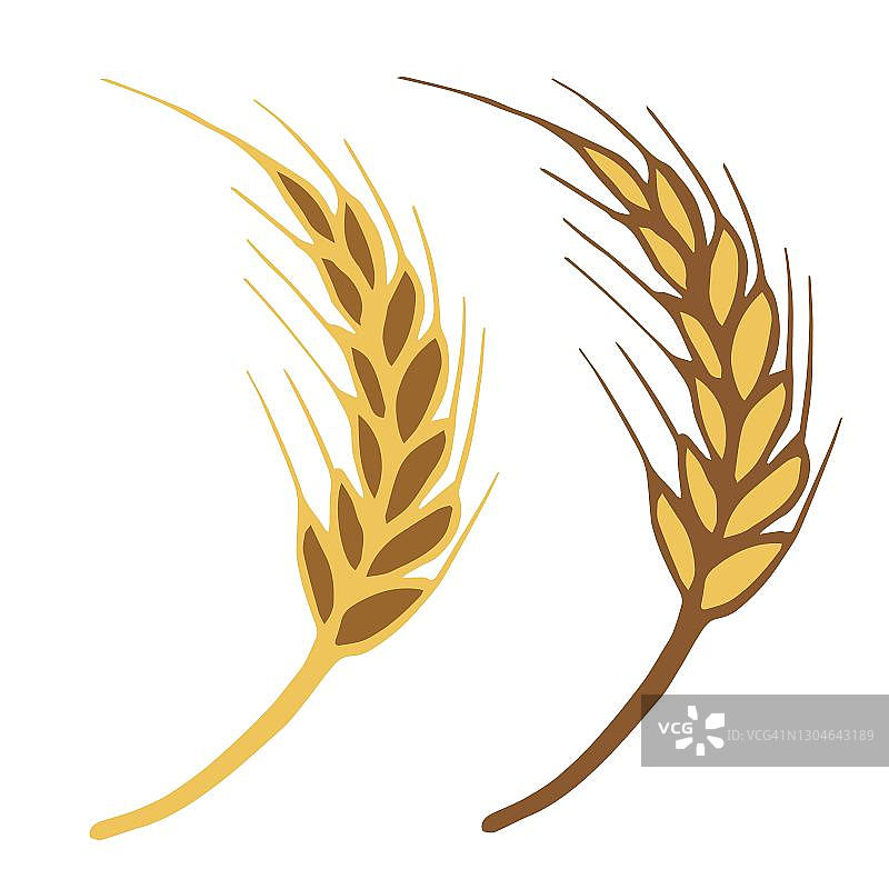 简单的手绘矢量图。在白色的背景上分离的小麦的棕色，金色的小穗。谷物、面粉产品。印刷，标签，标志，商店，面包店。图片素材