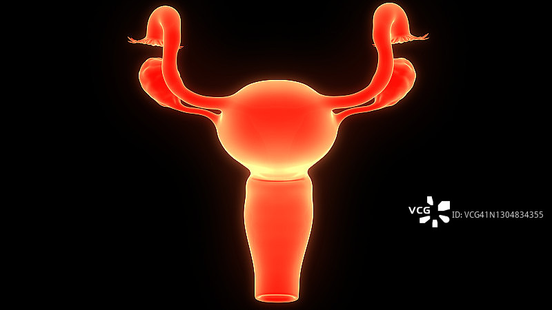 女性生殖系统解剖学图片素材