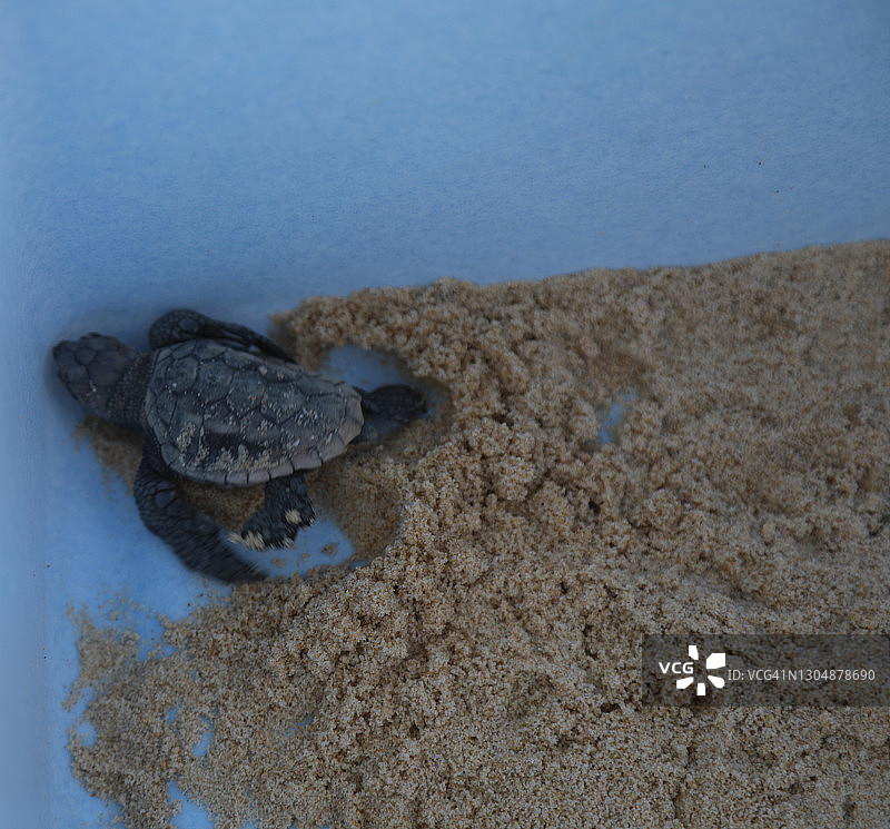 一只海龟在鸟巢中被发现后在天空中孵化图片素材
