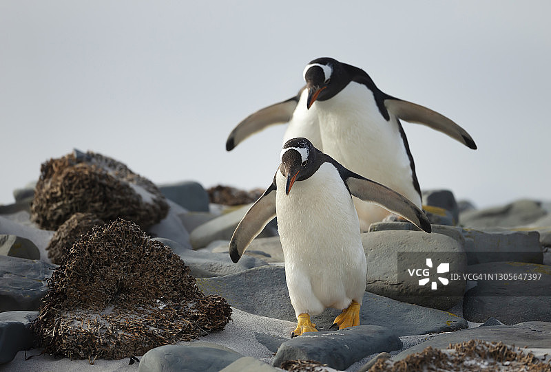 巴布亚企鹅在沿海地区的石头上行走图片素材