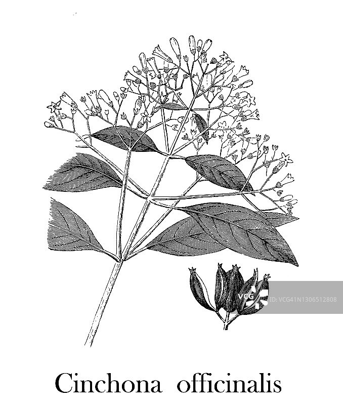 古老的植物雕刻插图，金鸡纳officinalis图片素材