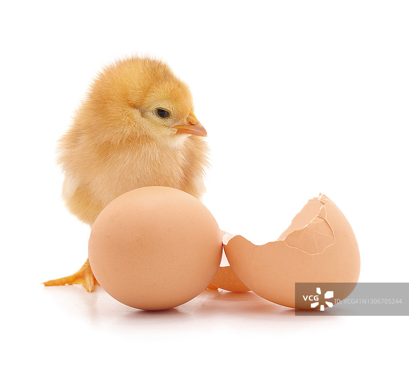 鸡靠近蛋和它的壳。图片素材