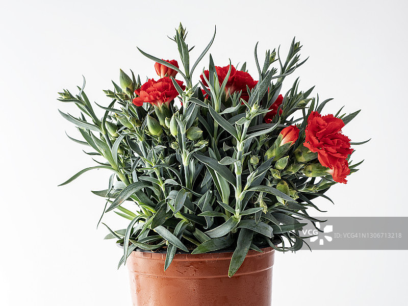 红色康乃馨(康乃馨)的特写，在一个白色背景上的花盆。图片素材