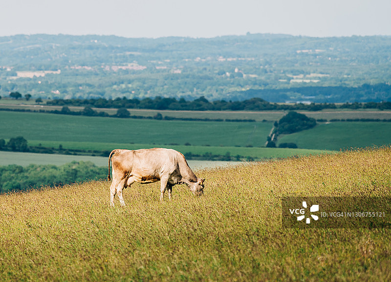 这是英国东苏塞克斯郡田野上的奶牛白天的照片图片素材