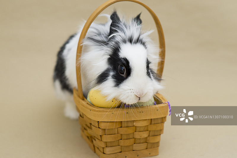 兔子和复活节彩蛋在篮子里图片素材