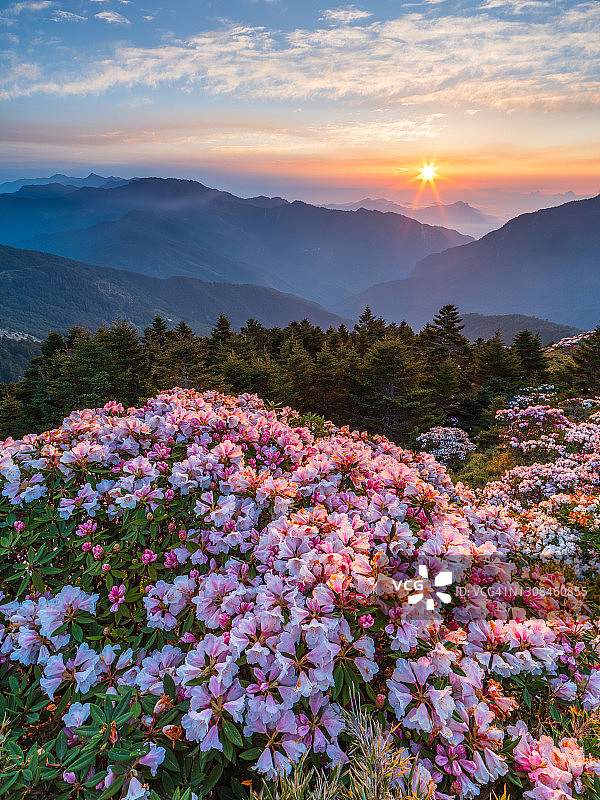 亚洲-美丽的风景最高的山，杜鹃花，玉山杜鹃花(高山玫瑰)盛开在太鲁阁公园，南投，台湾图片素材