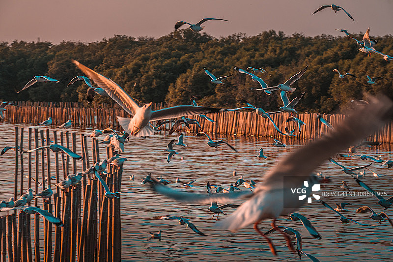 日落时海滩上海鸥的风景图片素材