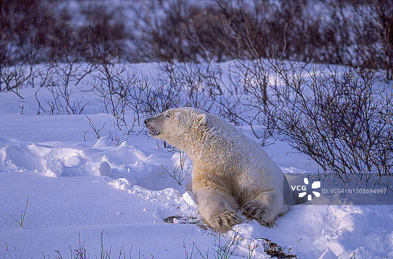 一只野生北极熊在丘吉尔柳树图片素材