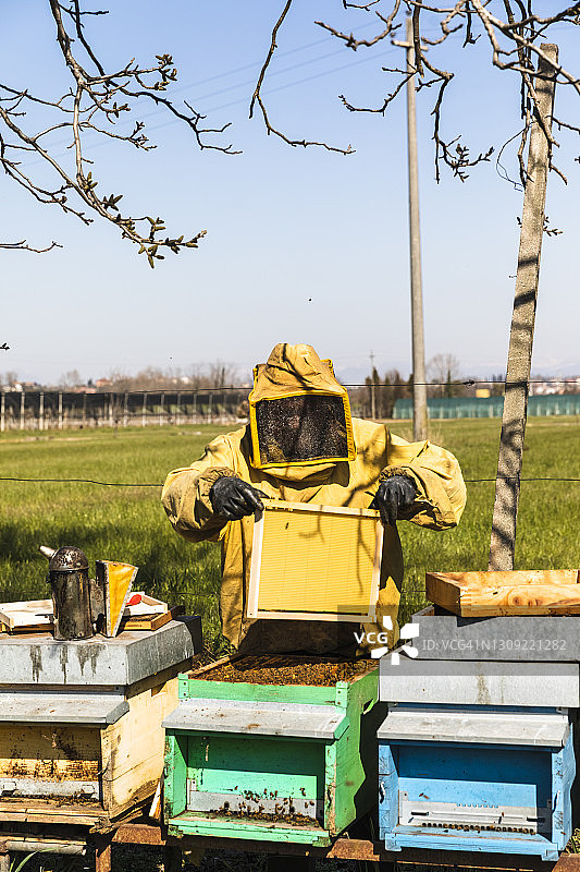养蜂人正在工作，检查一窝工蜂进口蜂蜜图片素材