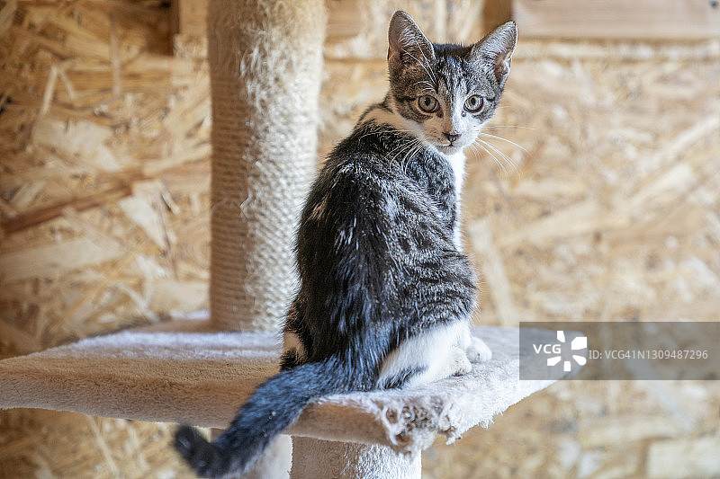 一只小猫坐在一根抓人的柱子上图片素材