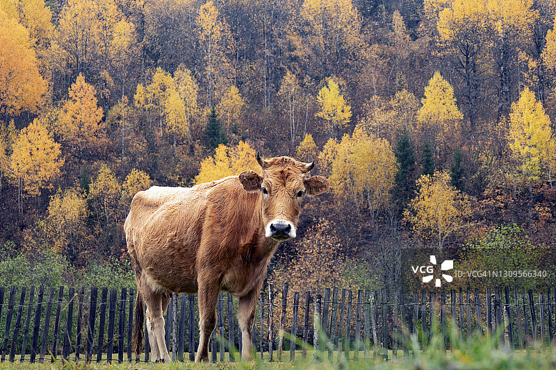一头奶牛在秋天看相机。图片素材