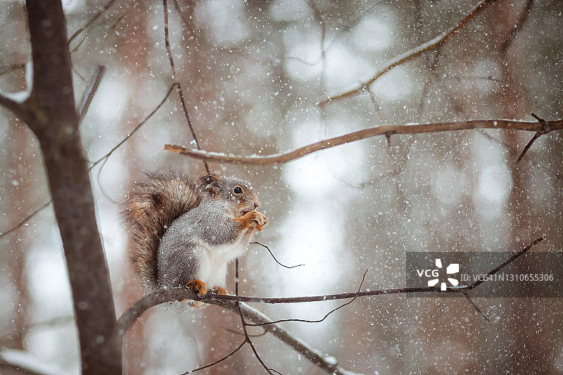 红松鼠在树干上吃坚果的照片图片素材