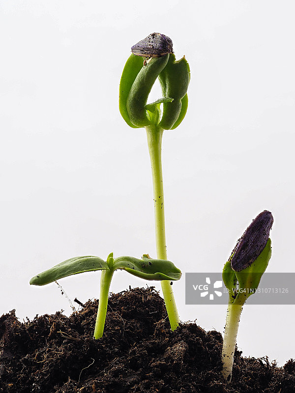 在白色背景上的一株正在发芽的向日葵幼苗的茎和叶。图片素材