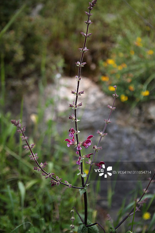 红鼠尾草或耶路撒冷鼠尾草，一种野花图片素材