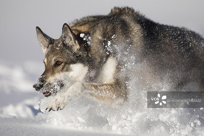 奥地利，在深雪中奔跑的混合牧羊犬图片素材