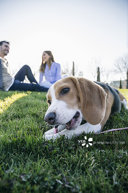 在公园里，一对夫妇坐在草地上咬狗带图片素材