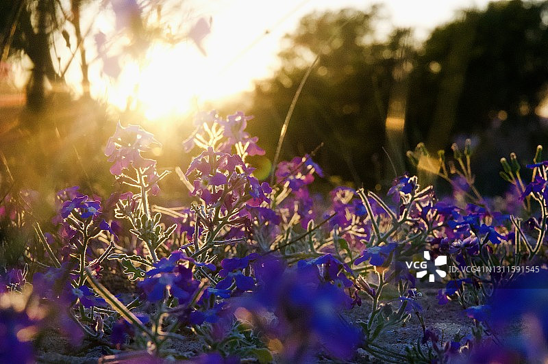 户外，夕阳下的地中海植物和草本植物进入春天的色彩图片素材